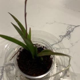 Plant care for Tolumnia 'Phyllis Envy Ruby Queen' on Greg, the plant care app