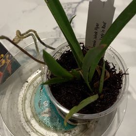 Plant care for Tolumnia 'Phyllis Envy Ruby Queen' on Greg, the plant care app