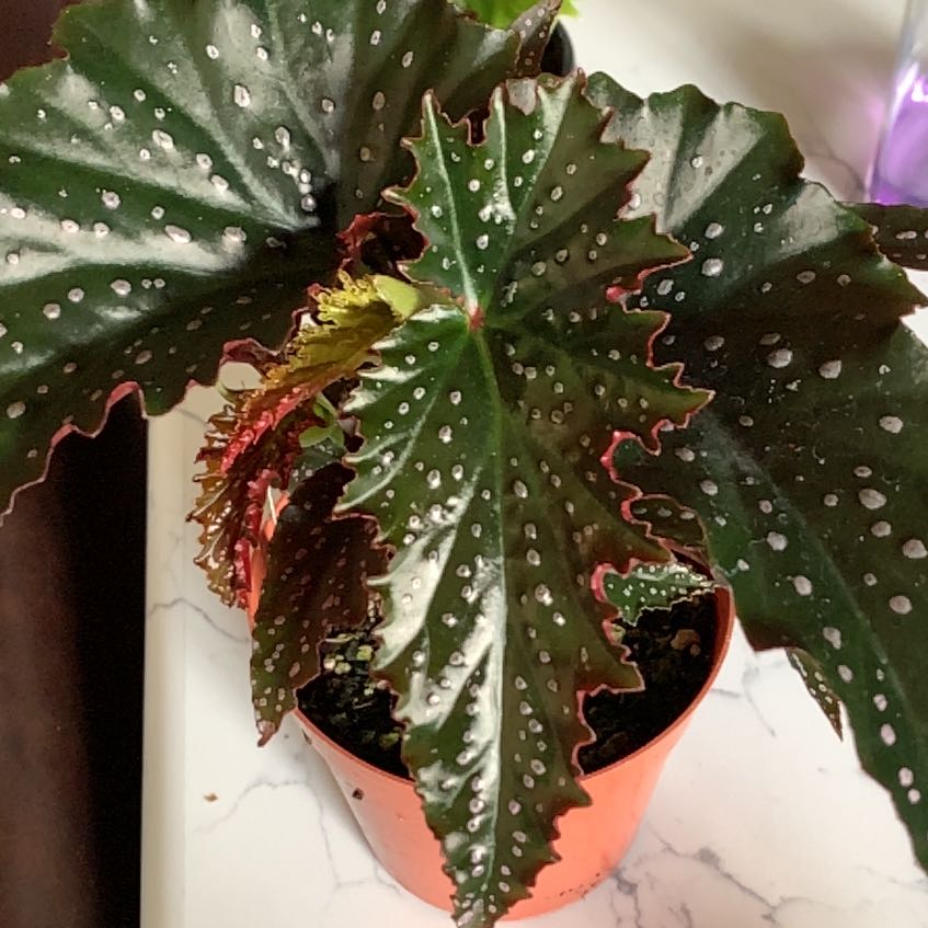 Photo of the plant species Angel Wing 'Frosty' by @GrandPyrethrum named Begonia coccinea on Greg, the plant care app