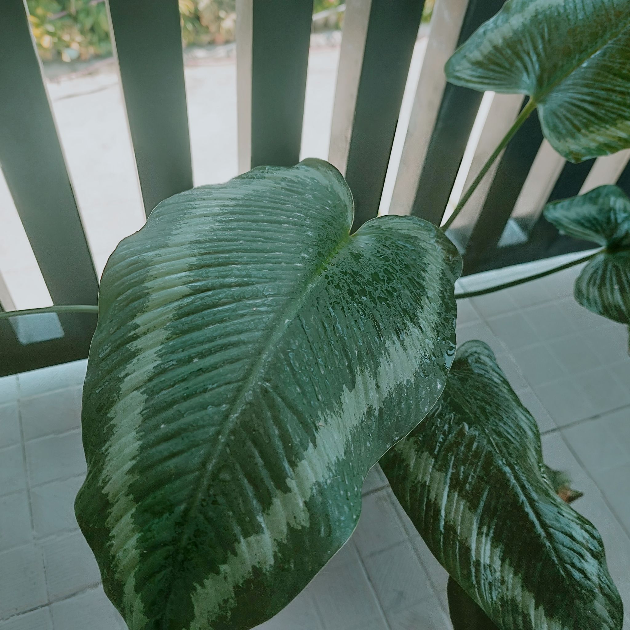 Schismatoglottis wallichii plant with large green leaves and white stripes.