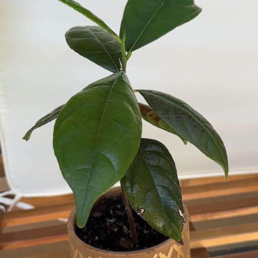 Young Jackfruit plant in a pot with dark green leaves, well-framed and in focus.