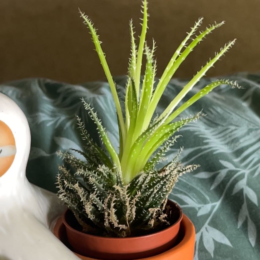 Photo of the plant species Haworthia-leaved Aloe by @YoungLuckycoin named Spike on Greg, the plant care app