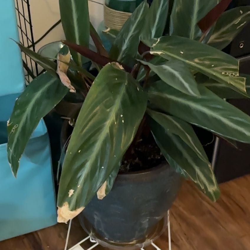 Photo of the plant species Magic Star calathea by @DinkumMugwort named Sage on Greg, the plant care app