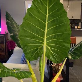 Photo of the plant species Alocasia Lutea by @DandyTorgrass named Big mamba on Greg, the plant care app