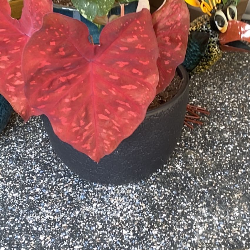 Photo of the plant species Caladium Burning Heart by @DandyTorgrass named Curie on Greg, the plant care app
