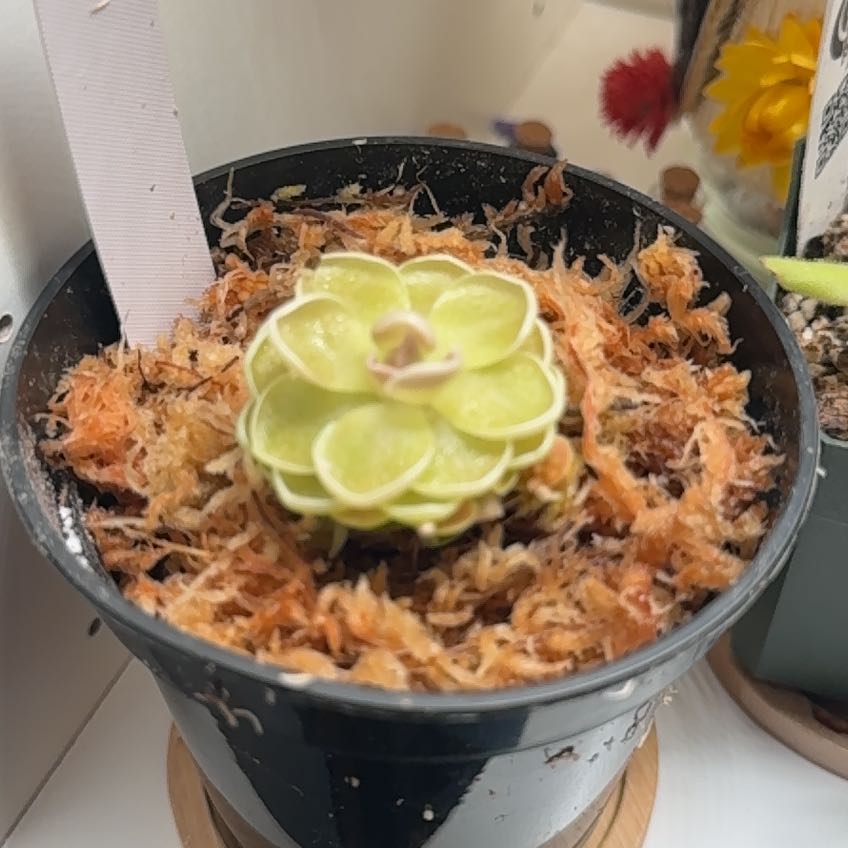 Photo of the plant species Pinguicula ehlersiae by @PeakGinkotree named Kylie on Greg, the plant care app