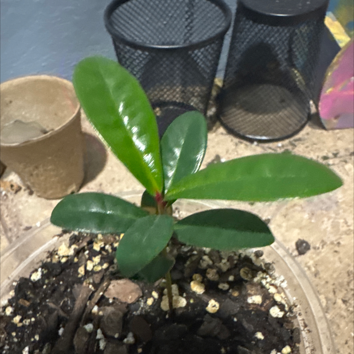 Photo of the plant species Beach Cherry by @Del_Sur_Clan named Peter Parker on Greg, the plant care app