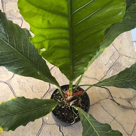 Photo of the plant species Dombey's Anthurium by @Del_Sur_Clan named LiloStitch on Greg, the plant care app