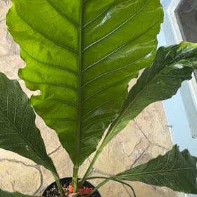 Photo of the plant species Dombey's Anthurium by @Del_Sur_Clan named Fernie Mercury on Greg, the plant care app