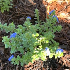Photo of the plant species Beach Bum Blue by @Del_Sur_Clan named Sproutacus on Greg, the plant care app