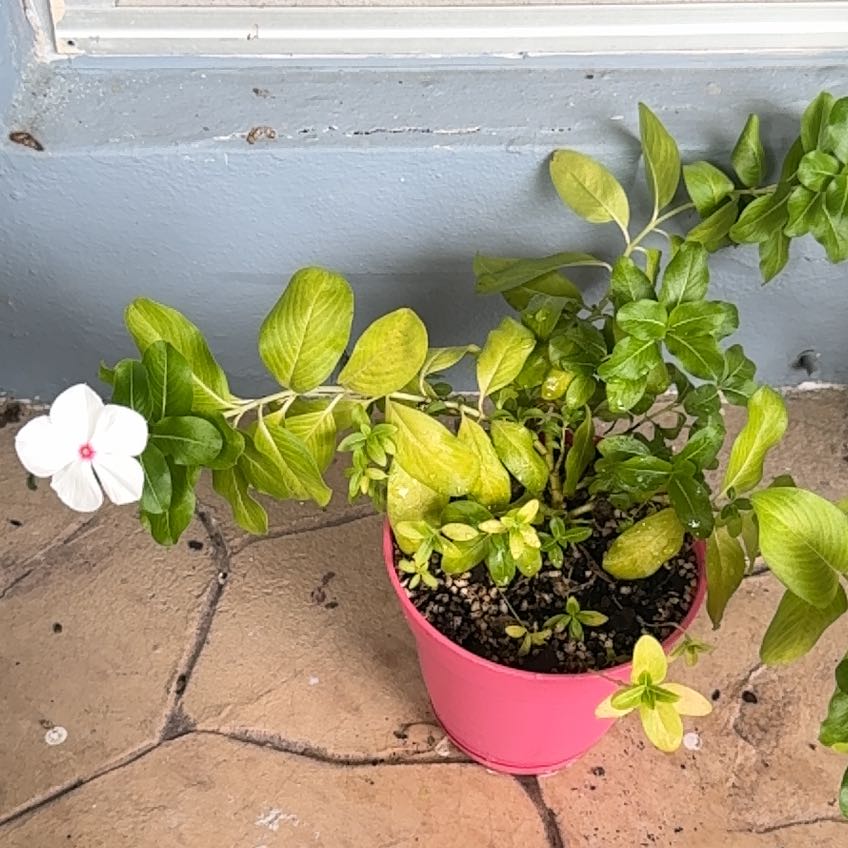 Photo of the plant species Herbaceous Periwinkle by @Del_Sur_Clan named Bodhi on Greg, the plant care app