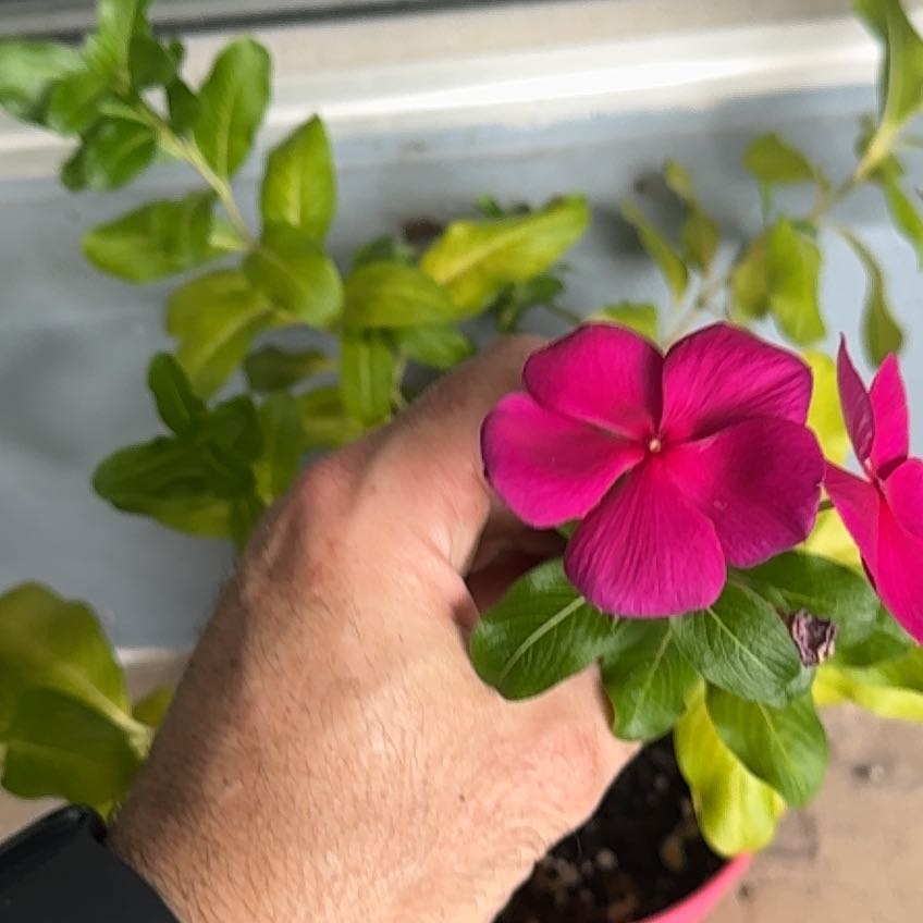 Photo of the plant species Herbaceous Periwinkle by @Del_Sur_Clan named Luna on Greg, the plant care app