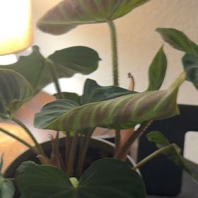 Photo of the plant species Philodendron Splendid by @Del_Sur_Clan named Denali on Greg, the plant care app