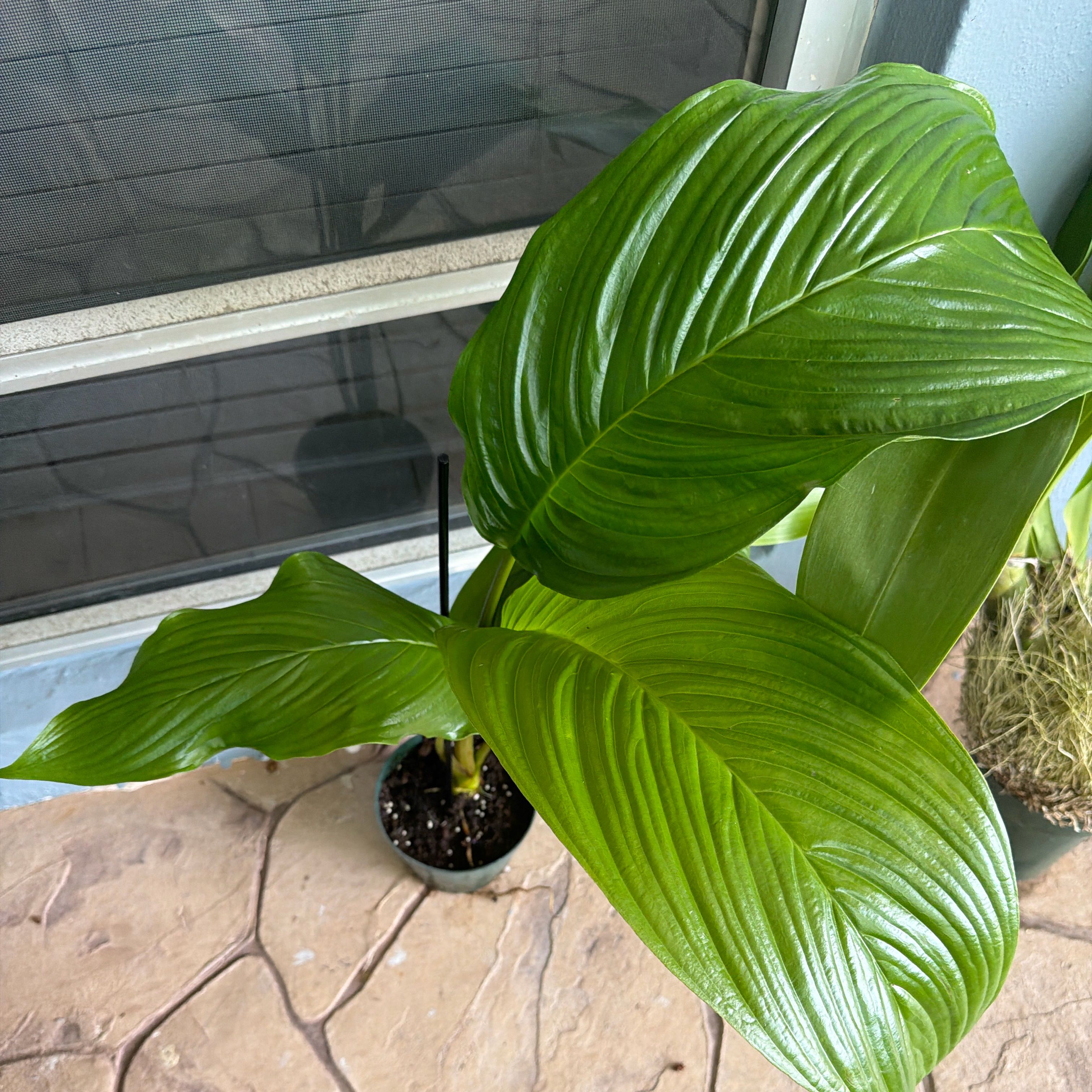 Photo of the plant species White Batflower by @Del_Sur_Clan named Messi on Greg, the plant care app
