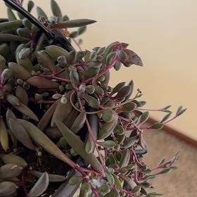 Photo of the plant species Curio herreanus 'Purple Flush' by @ActiveBushgrass named Kardashian on Greg, the plant care app