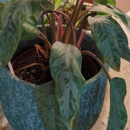 Photo of the plant species Apoballis acuminatissima 'Lavallaei' by @RarePlantMama named Anne on Greg, the plant care app