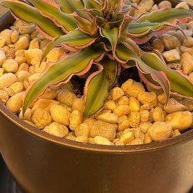 Photo of the plant species Cryptanthus 'Pink Starlight' by @ExactDovetree named Stella on Greg, the plant care app