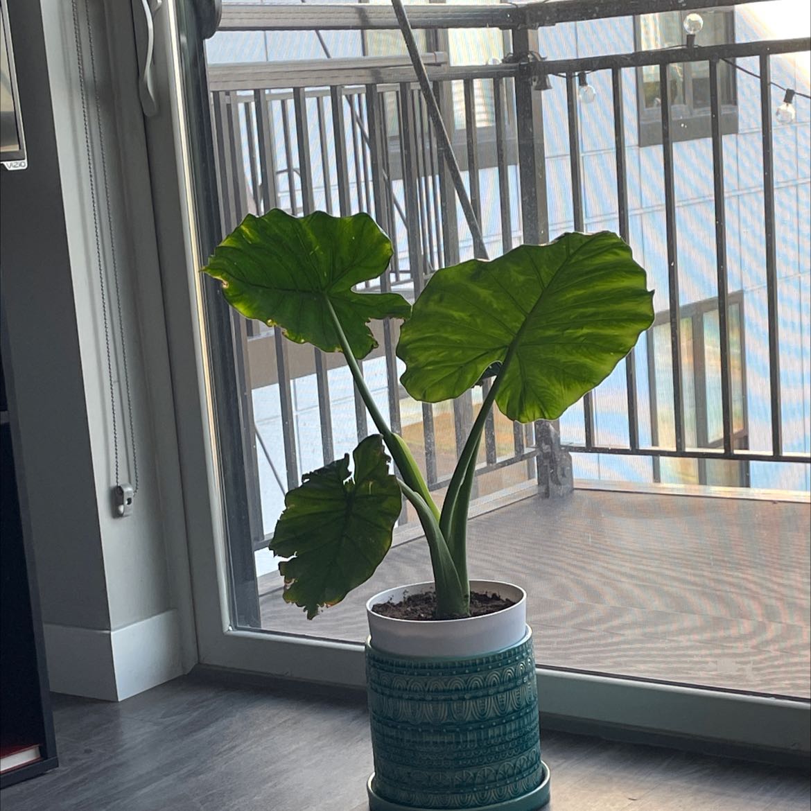 Potted Arrowleaf Elephant Ear plant indoors near a window with large, healthy green leaves.