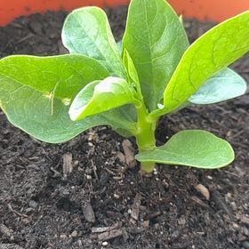 Photo of the plant species Basella Alba by @Madiklocke named Nithin on Greg, the plant care app