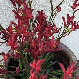 Photo of the plant species Red Kangaroo Paw by @FinestArnoseris named Sahara on Greg, the plant care app