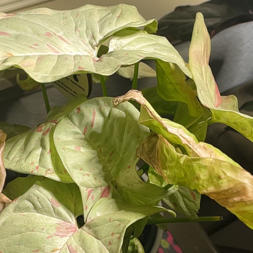 Photo of the plant species Syngonium 'Pink Spot' by @BigwigAlpinefir named Lavender on Greg, the plant care app