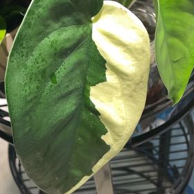 Photo of the plant species Variegated Chiapense by @BigwigAlpinefir named Elle on Greg, the plant care app