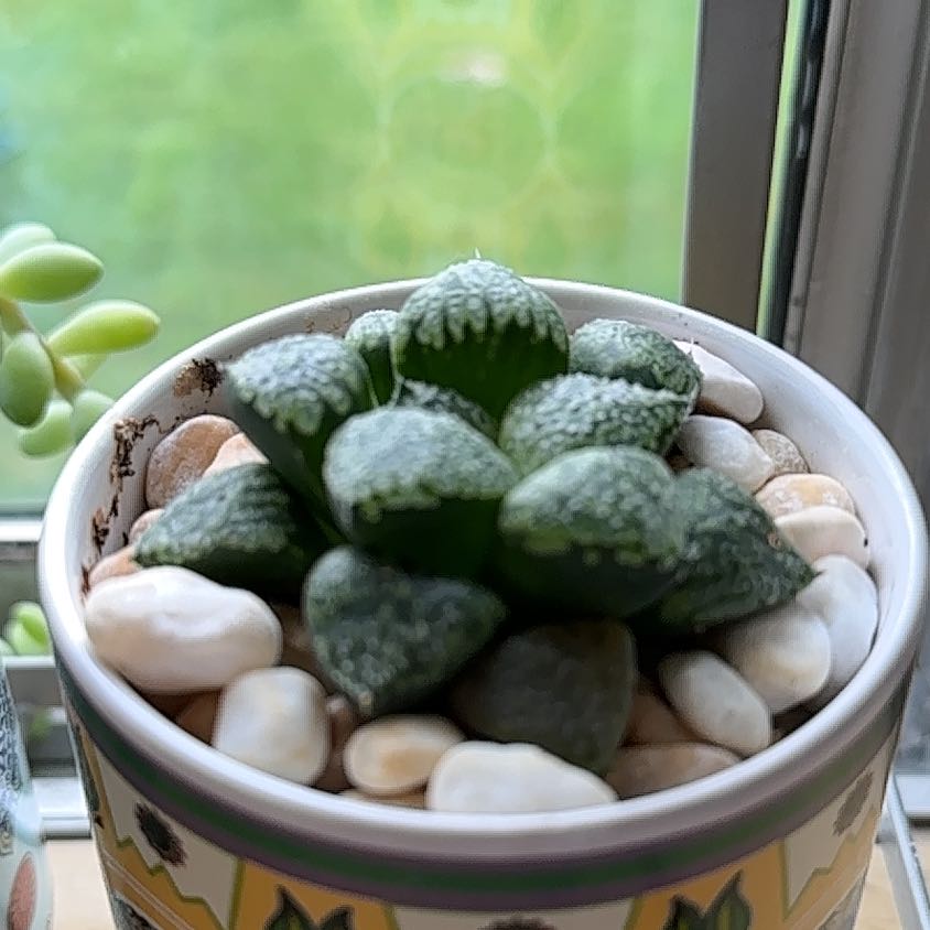 Photo of the plant species Haworthia emelyae by @ZestfulSweetsop named Sol on Greg, the plant care app