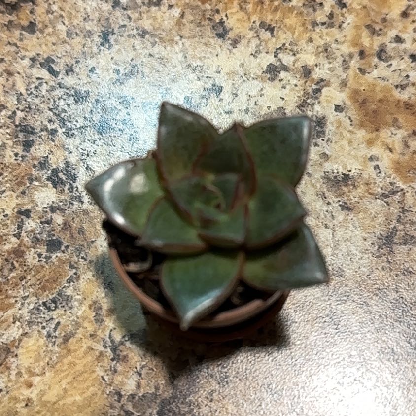 Photo of the plant species Urbinia by @ZestfulSweetsop named Diana on Greg, the plant care app