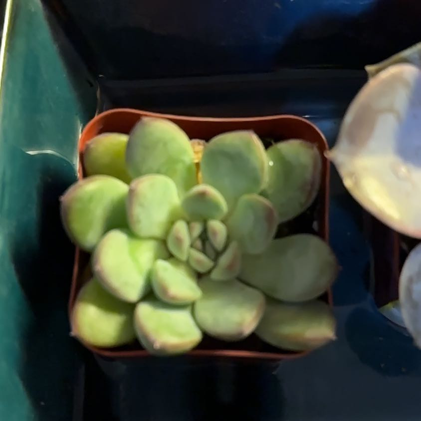 Photo of the plant species Ice Green by @ZestfulSweetsop named Doctor on Greg, the plant care app