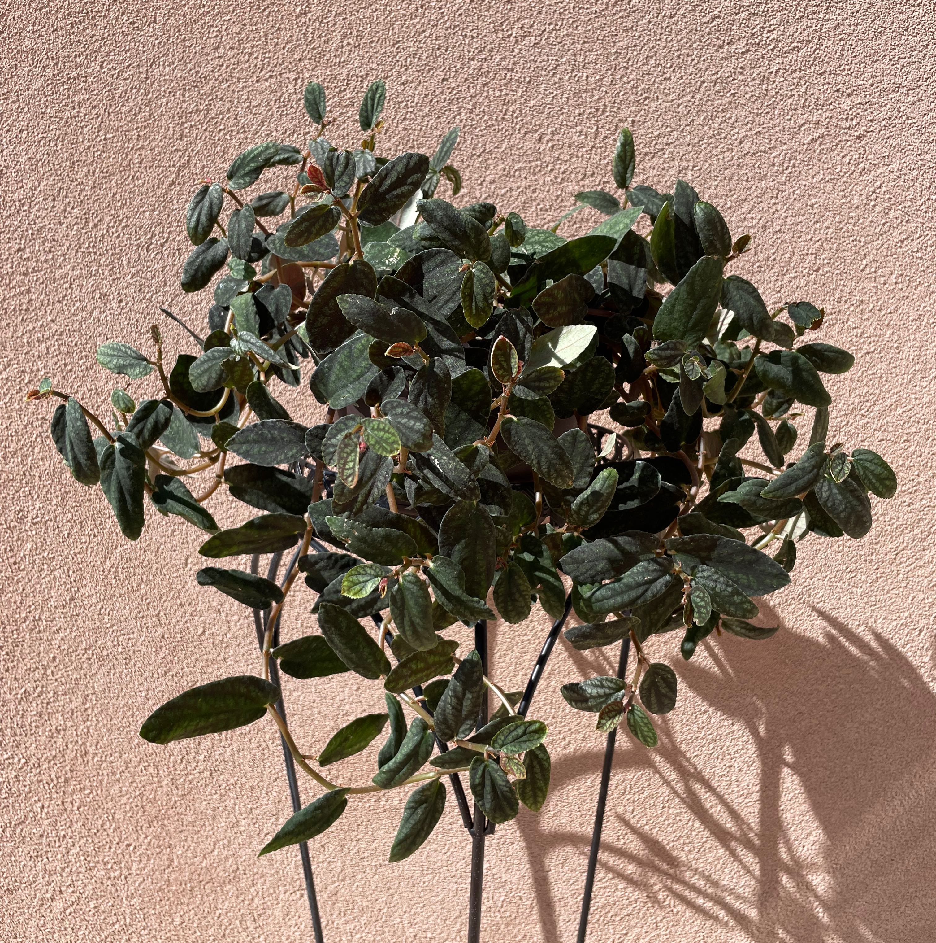 Photo of the plant species Polynesian Twigrush by @EarlySucculent named Pamela on Greg, the plant care app