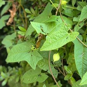 Photo of the plant species Appalachia False Bindweed by @AuthenticKawaka named Xena on Greg, the plant care app