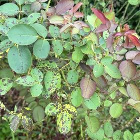 Photo of the plant species Saskatoon by @AuthenticKawaka named Hemingway on Greg, the plant care app