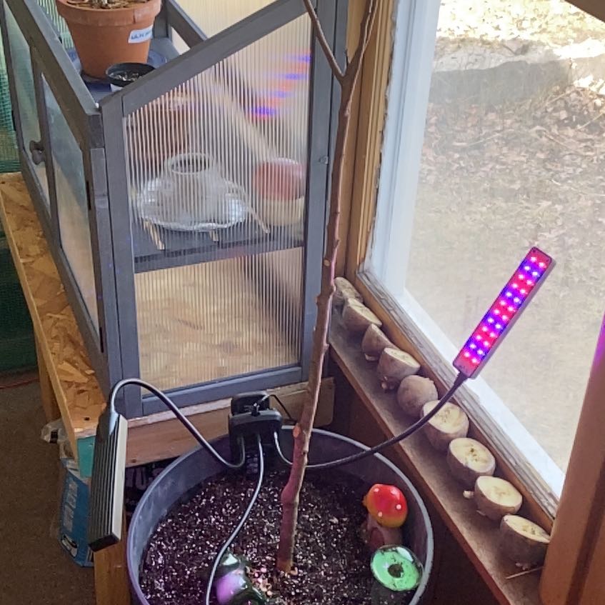 Photo of the plant species Methley Plum by @WorthyCamelina named Mochi on Greg, the plant care app