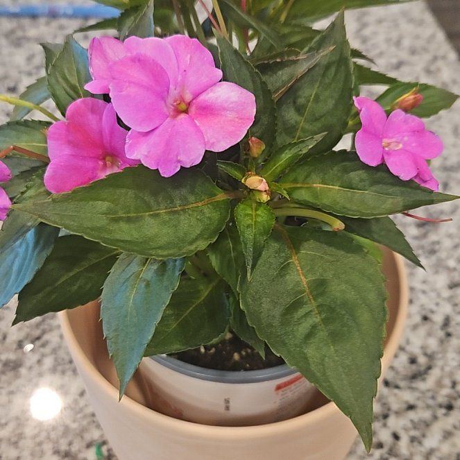 Photo of the plant species SunPatiens Impatiens by @gardenofedenb named Princess Peach on Greg, the plant care app