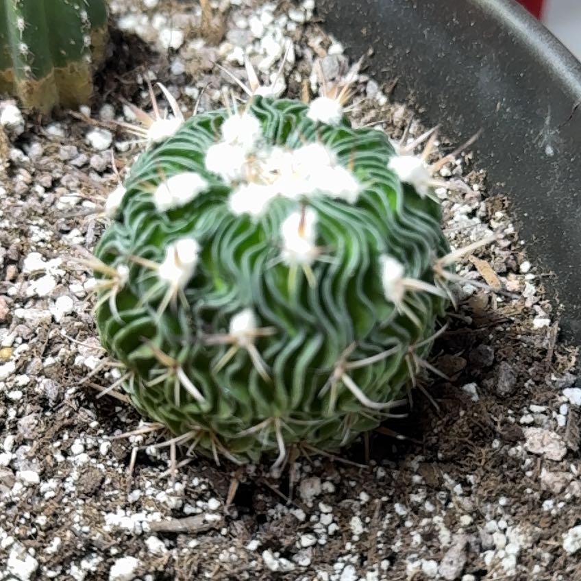Photo of the plant species Echinofossulocactus Phyllacanthus v. Violaciflora by @EarlyZygocactus named Oscar on Greg, the plant care app