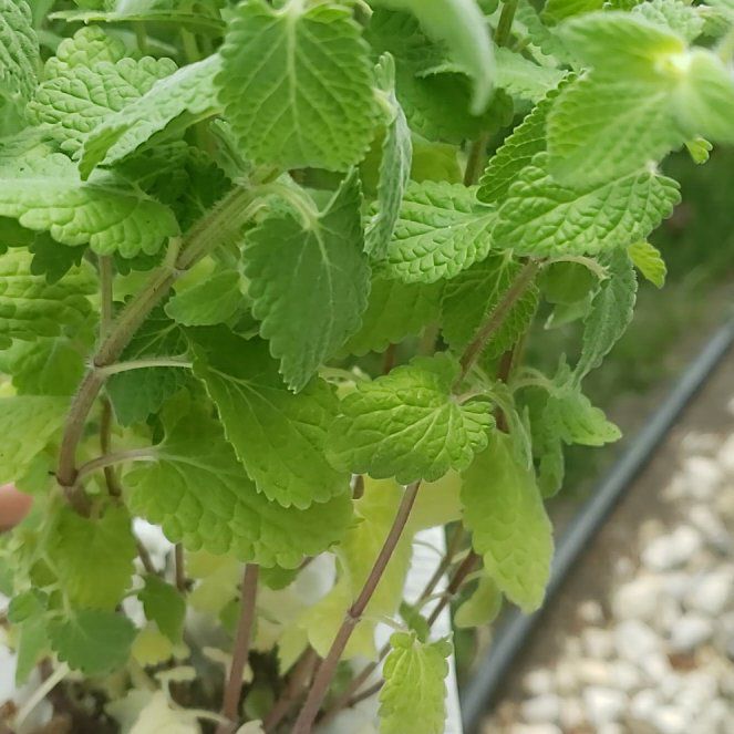 Photo of the plant species Neptune Catmint by @FabAgavecactus named Whispurr pink on Greg, the plant care app