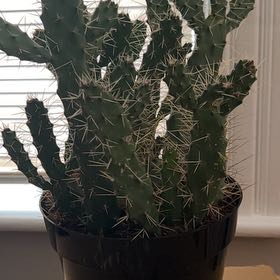 Photo of the plant species Consolea 'Slim Spiny' by @PromisingOrchid named Athena on Greg, the plant care app