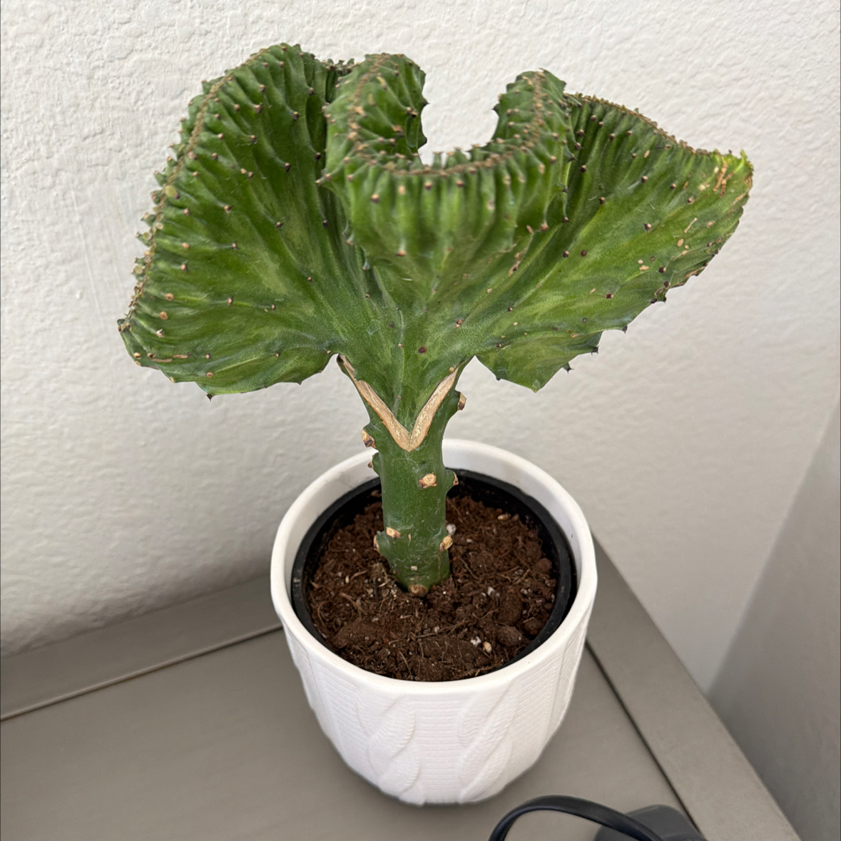 Photo of the plant species Bella, Coral Cactus by @MerryKanna named Queen on Greg, the plant care app
