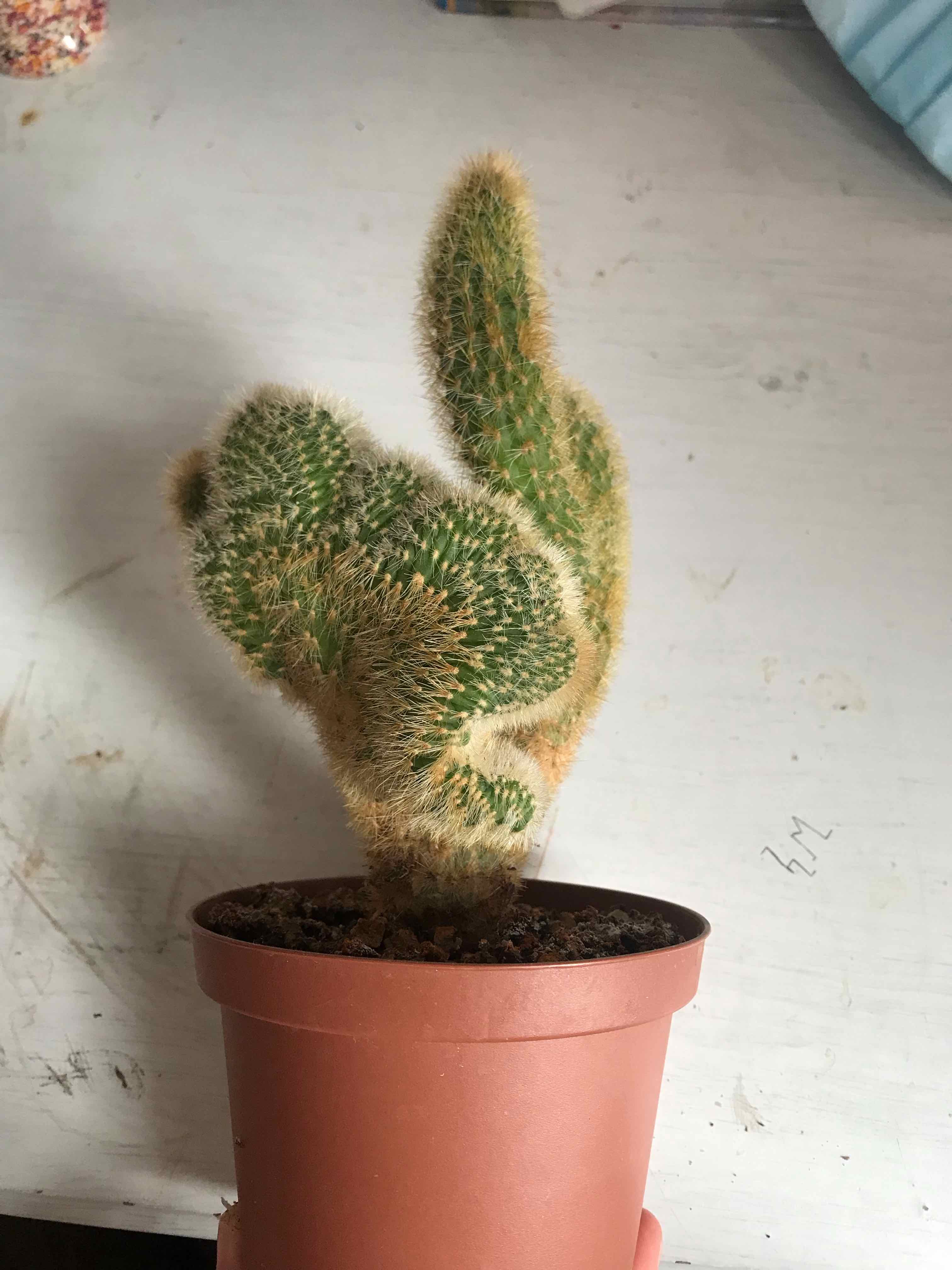 Hedge Cactus in a terracotta pot with visible soil and some discoloration.