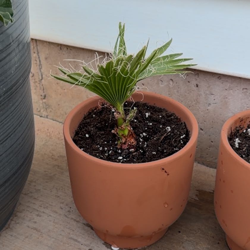 Photo of the plant species Mexican Fan Palm by @Shay.slack named Palmer on Greg, the plant care app