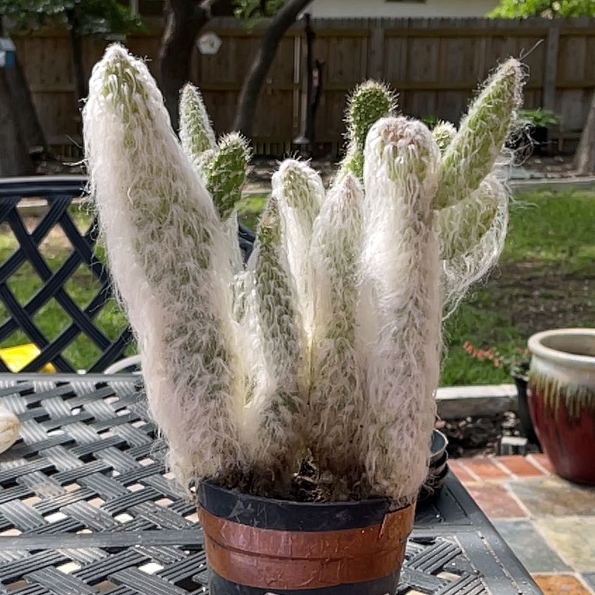 Potted Snow Prickly Pear cactus with white, hairy spines in a garden setting.