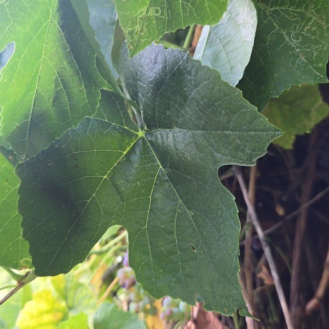 Photo of the plant species Concord Grape by @CivicTreeechium named Prince on Greg, the plant care app
