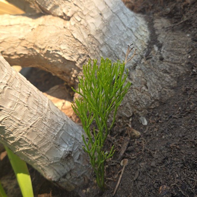 Photo of the plant species Whisk Fern by @CivicTreeechium named Naomi on Greg, the plant care app