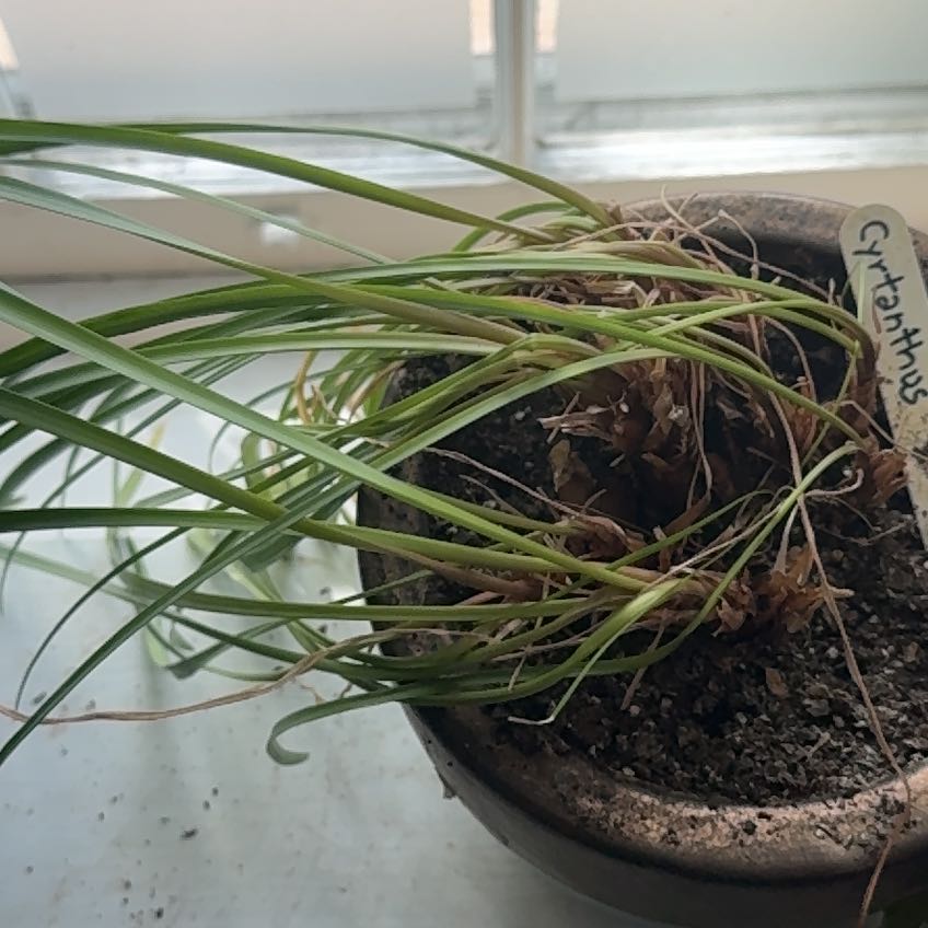 Photo of the plant species Fire Lily by @SuperbEspostoa named Bigleef Smalls on Greg, the plant care app