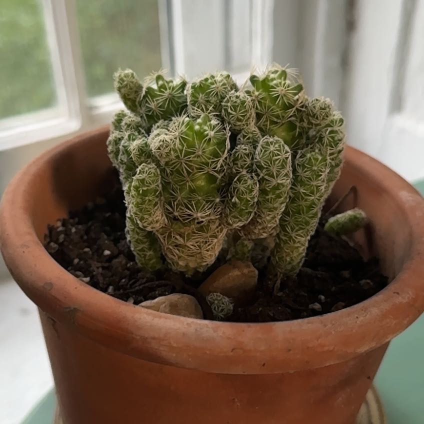 Photo of the plant species Thimble Cactus by @SuperbEspostoa named Huckleberry Fern on Greg, the plant care app