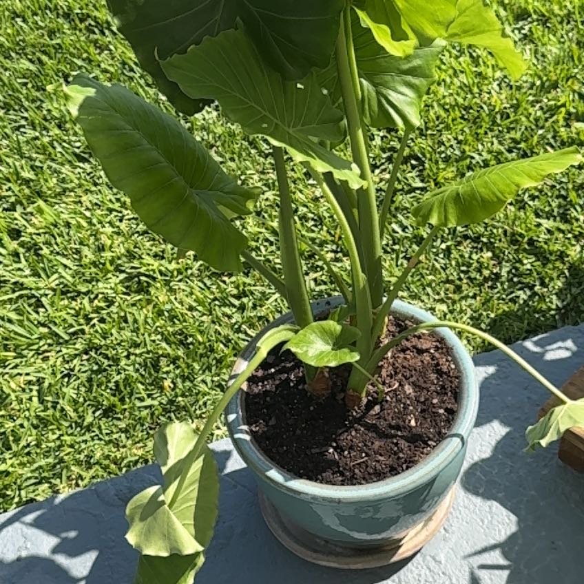 Photo of the plant species Elephant ear by @StoriedNikkofir named Leaf Erickson on Greg, the plant care app