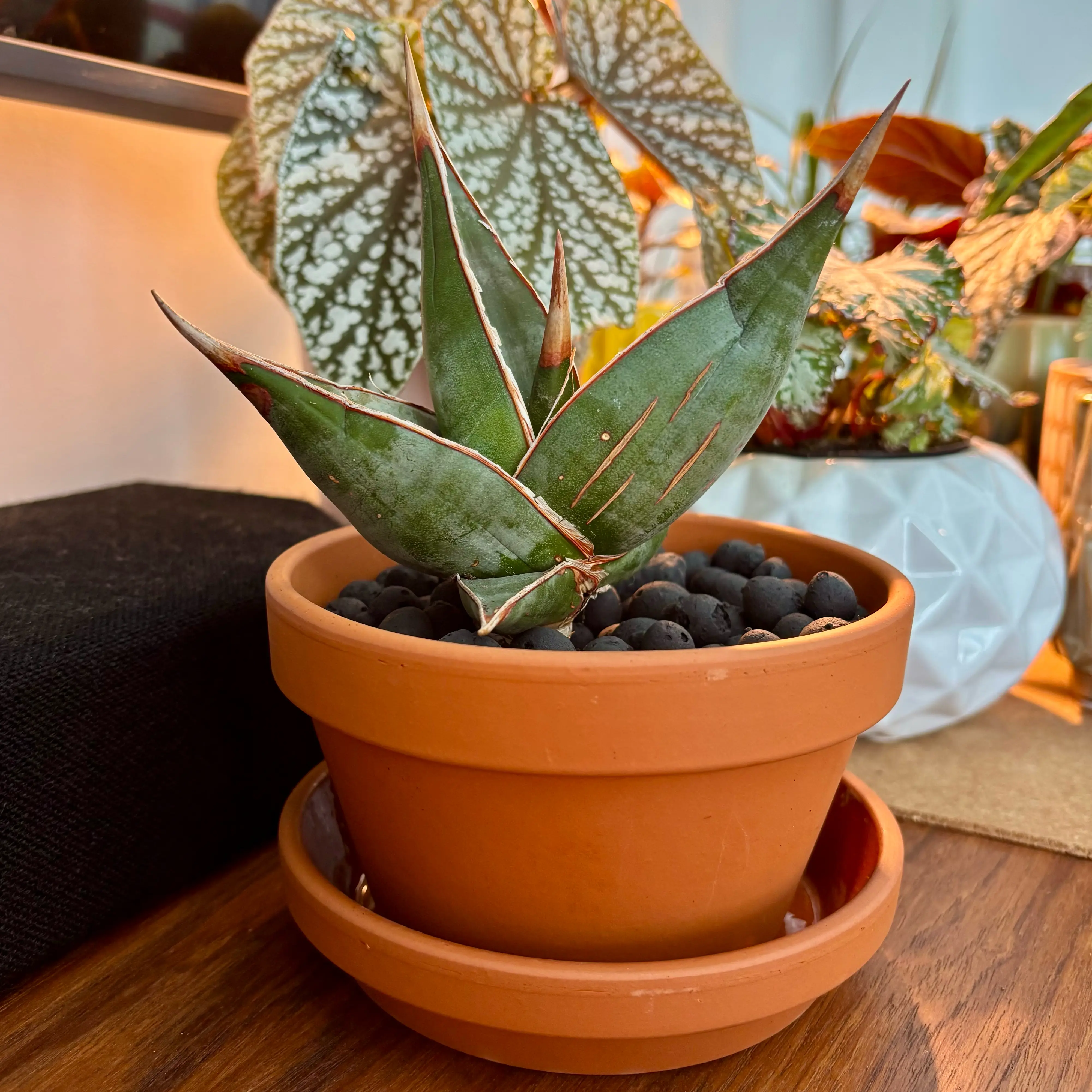 Photo of the plant species Walking Sansevieria by @GenuineJuniper named Fernie Mac on Greg, the plant care app