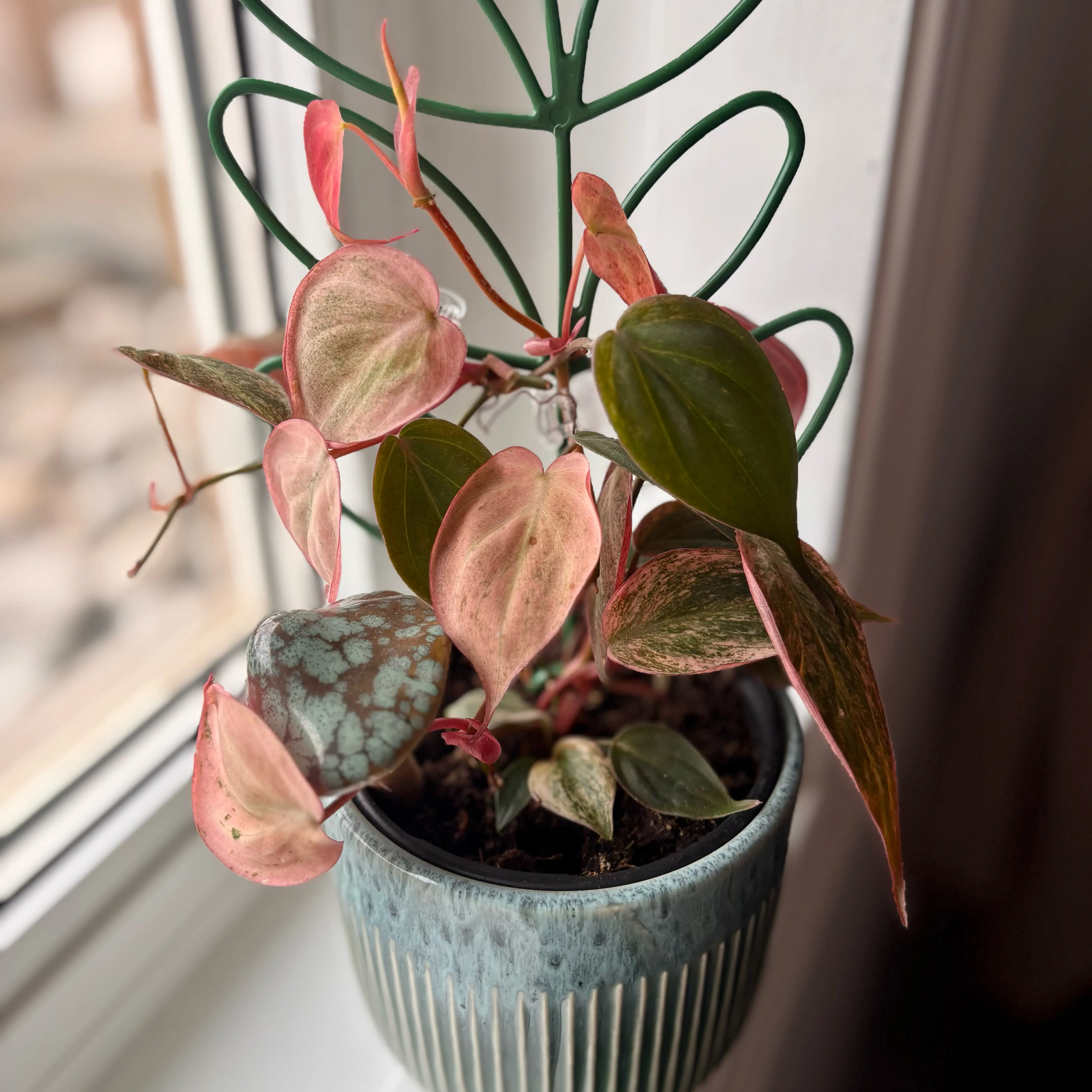 Photo of the plant species Variegated philodendron Pink micans by @GenuineJuniper named Dolores on Greg, the plant care app