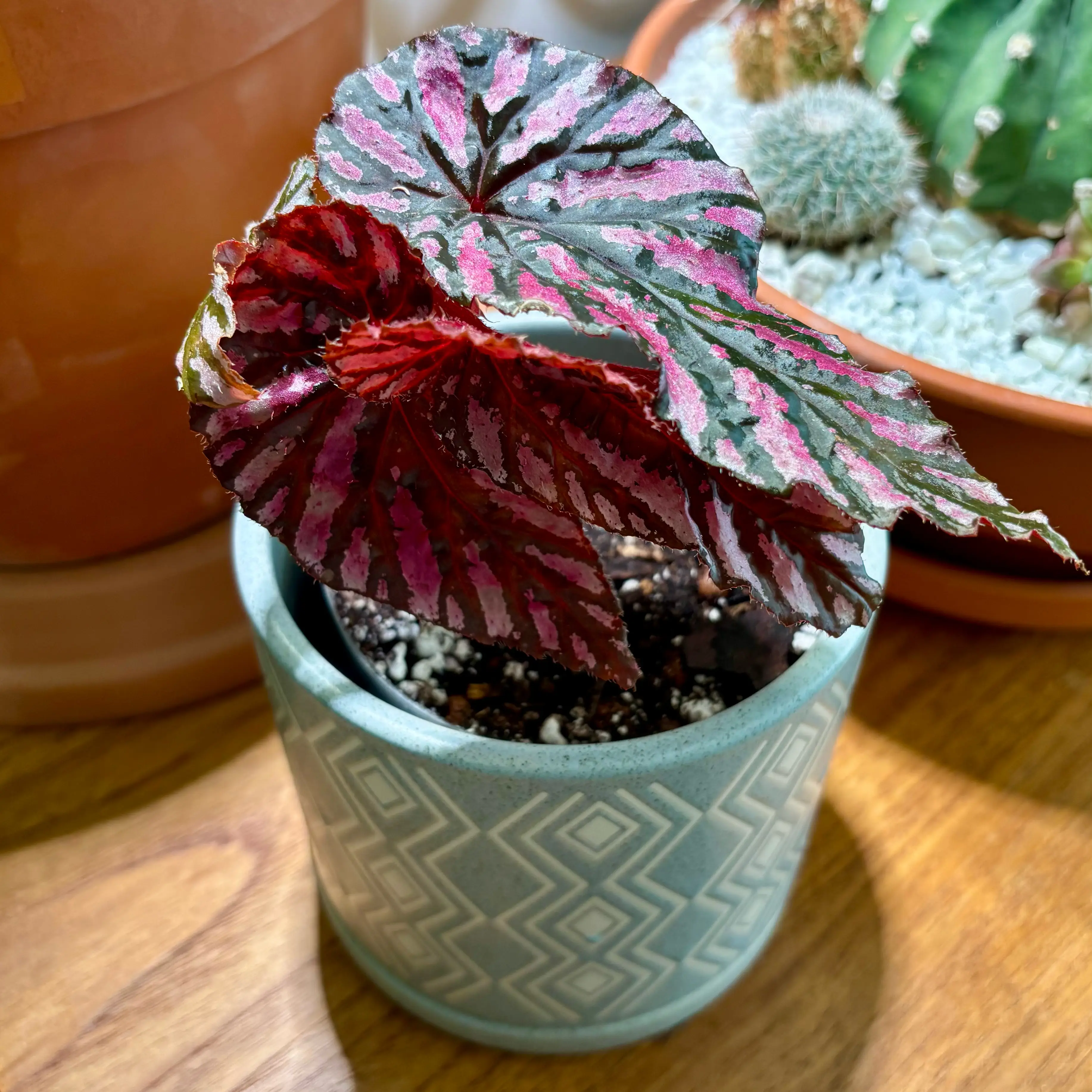 Photo of the plant species Begonia brevirimosa subsp. brevirimosa by @GenuineJuniper named Gregarious on Greg, the plant care app