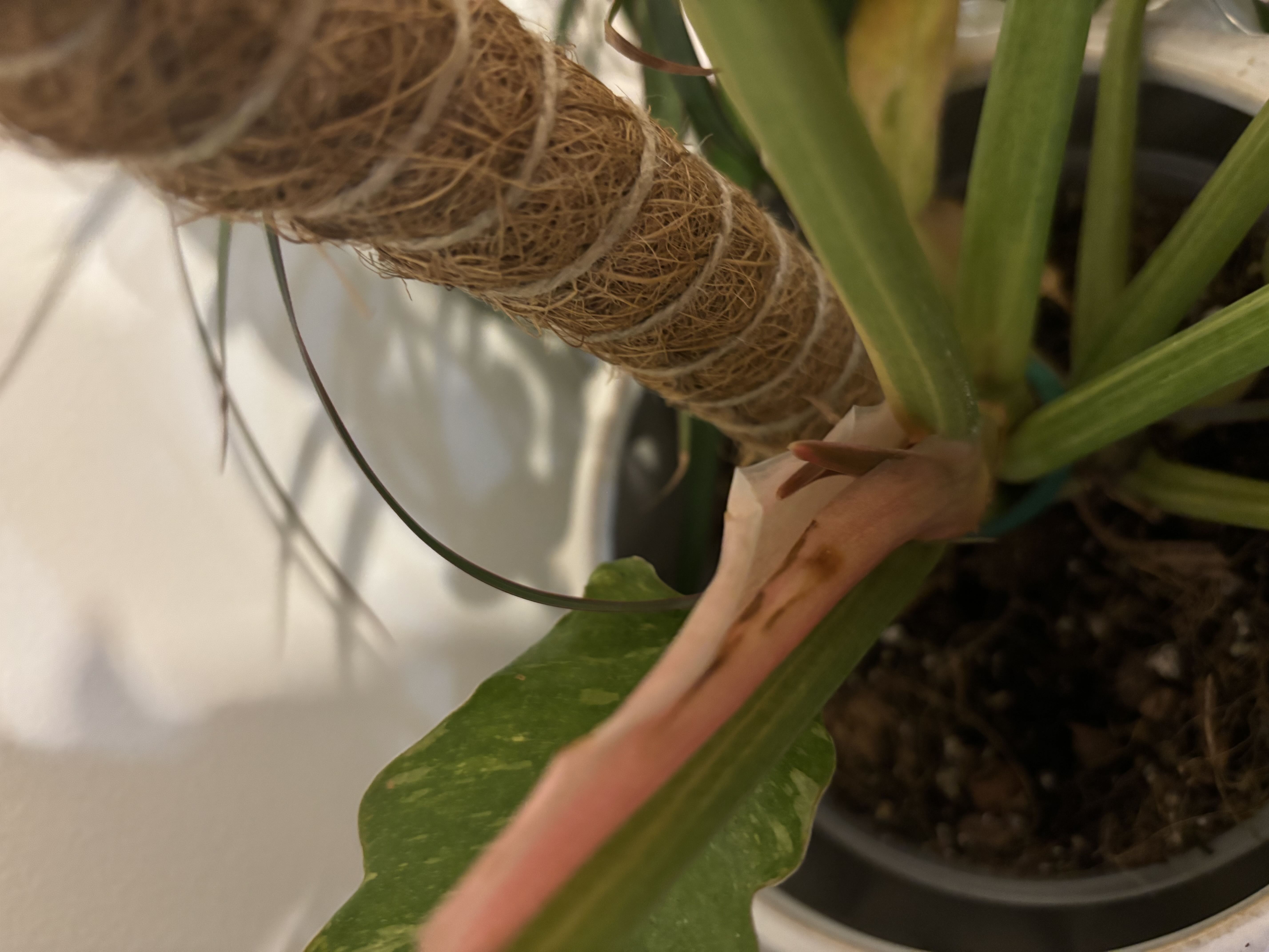 🔍 What to Do About Brown Spots on Your Philodendron 'Peru'